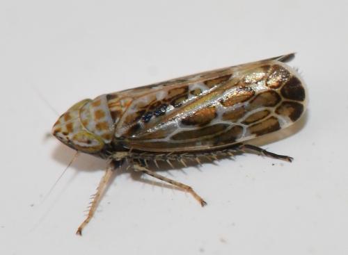 Errastunus ocellaris